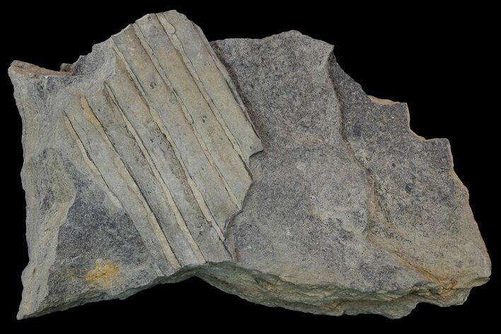 Pennsylvanian Horsetail (Calamites) Plate - Kentucky #181395